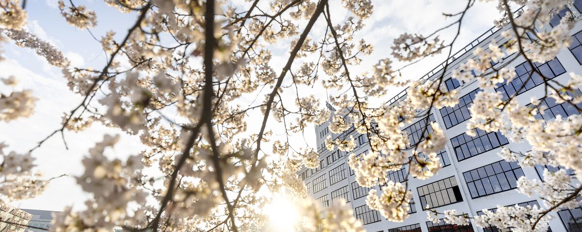 White blossoms surrounding white building façade at sunset.
